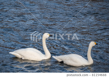 American swan and tundra swan in Saigawa Swan Lake 81154688