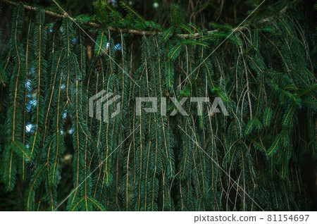 Branches and leaves of Norway spruce 81154697