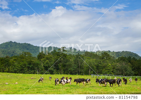 Cows grazing on a green summer meadow. Livestock 81154798