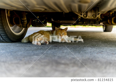 Intimidation Intimidation 81154815