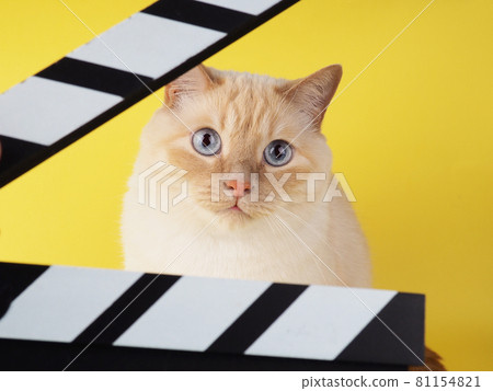 White cheerful cat looks through Clapperboard on a yellow background White cheerful cat looks through Clapperboard on a yellow background 81154821