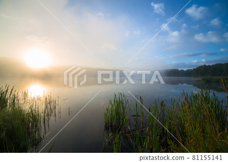 foggy lakeside at sunrise with tall grass foggy lakeside at sunrise with tall grass 81155141