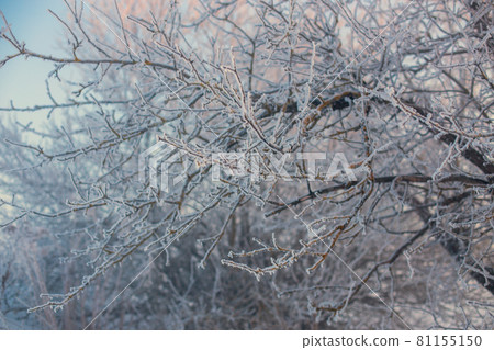 frosty branches selective focus background 81155150