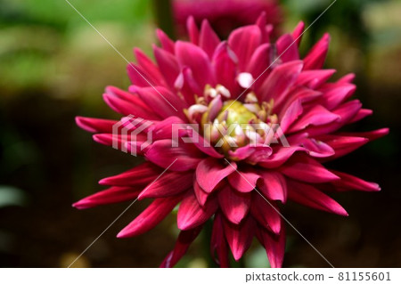 Dahlia dark pink flowers Dahlia dark pink flowers 81155601