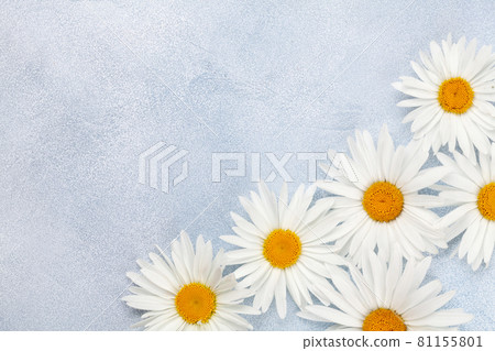 Chamomile flowers background. Garden daisy Chamomile flowers background. Garden daisy 81155801