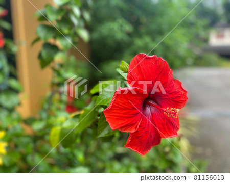 Flower (Chinese hibiscus, China rose) in garden Flower (Chinese hibiscus, China rose) in garden 81156013