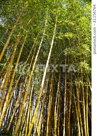 beauty of the Golden bamboo With golden stems and green leaves. Popular to decorate the garden because it is a golden bamboo And beautiful yellow Look more unusual than the typical bamboo. beauty of the Golden bamboo With golden stems and green leaves. Popular to decorate the garden because it is a golden bamboo And beautiful yellow Look more unusual than the typical bamboo. 81156764