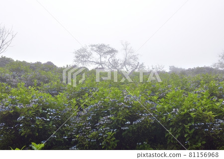 Looking up at the slope of Gaku Hydrangea in Chichibu Minoyama Park in the cloudy rainy season 81156968