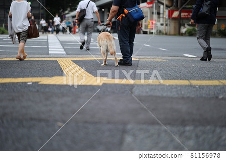 Guide dog and braille block 81156978