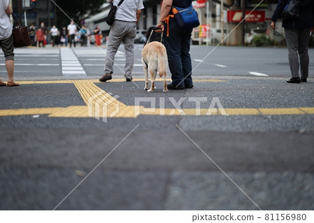 導盲犬和盲文塊 導盲犬和盲文塊 81156980