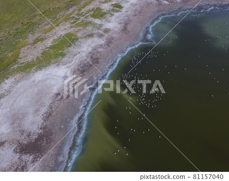 Flamingos in patagonia , Aerial View Flamingos in patagonia , Aerial View 81157040