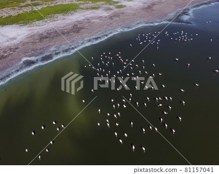 Flamingos in patagonia , Aerial View Flamingos in patagonia , Aerial View 81157041