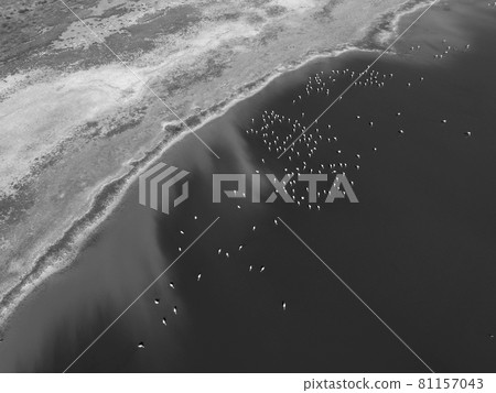 Flamingos in patagonia , Aerial View Flamingos in patagonia , Aerial View 81157043