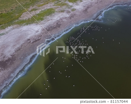 Flamingos in patagonia , Aerial View Flamingos in patagonia , Aerial View 81157044