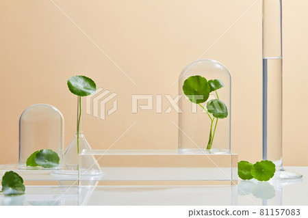 Background Cosmetic laboratory research and development with centella asiatica (gout kola). Science bio skincare cream serum product with centella asiatica. Natural organic beauty cosmetics concept. Background Cosmetic laboratory research and development with centella asiatica (gout kola). Science bio skincare cream serum product with centella asiatica. Natural organic beauty cosmetics concept. 81157083