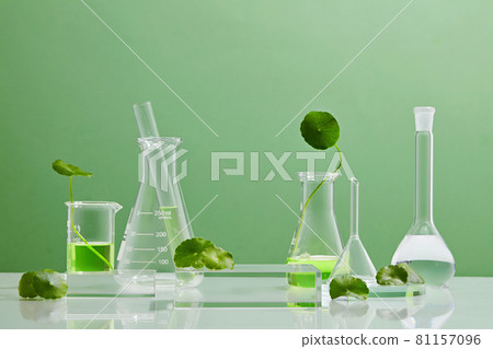 Green Background Centella asiatica for Biological experiment presentation Centella asiatica leaves and green water in biological test tubes. Production of cosmetics based on Centella asiatica . Green Background Centella asiatica for Biological experiment presentation Centella asiatica leaves and green water in biological test tubes. Production of cosmetics based on Centella asiatica . 81157096