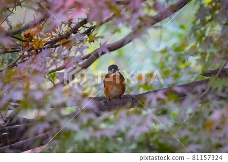 Ruri-colored popular kingfisher Ruri-colored popular kingfisher 81157324