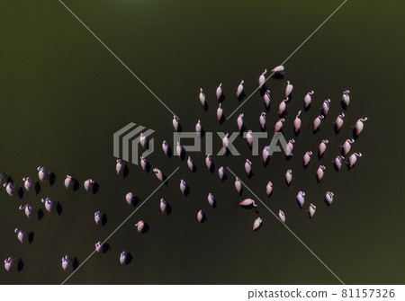 Flamingos in patagonia , Aerial View Flamingos in patagonia , Aerial View 81157326