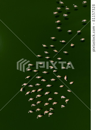 Flamingos in patagonia , Aerial View Flamingos in patagonia , Aerial View 81157328