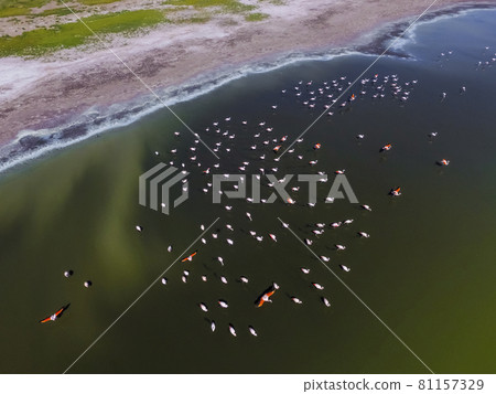 Flamingos in patagonia , Aerial View Flamingos in patagonia , Aerial View 81157329