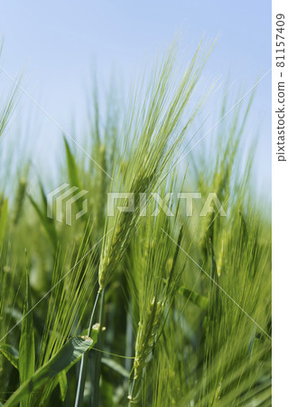Wheat field, close up, selective focus. Agricultural scene in Russia. Cereal plantation. 81157409