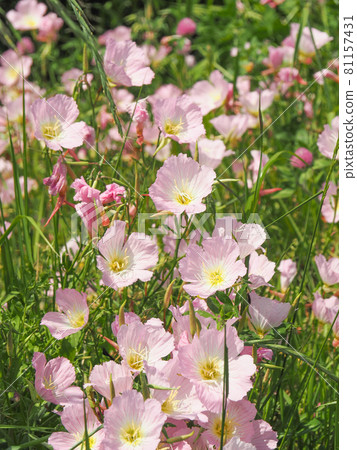 Pinkladies blooming on the Arakawa riverbed 81157431