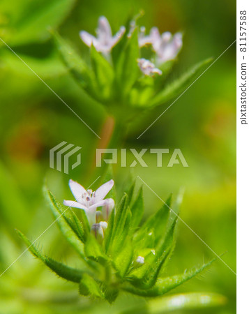 Field madder blooming on the Arakawa riverbed 81157588