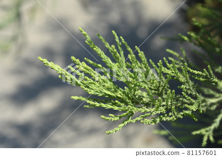 Giant sequoia Giant sequoia 81157601