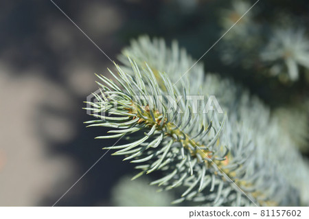 Colorado blue spruce Iseli Fastigiate Colorado blue spruce Iseli Fastigiate 81157602