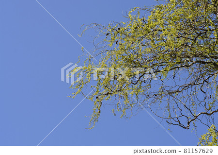 Dragons claw willow Dragons claw willow 81157629