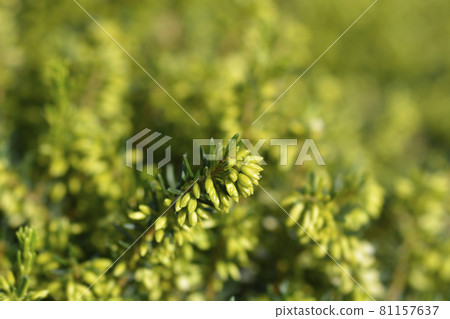 Darley Dale heath 81157637