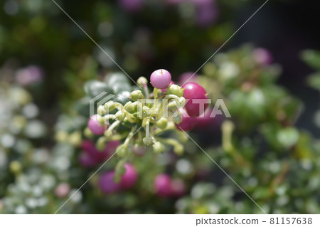 Prickly heath Prickly heath 81157638