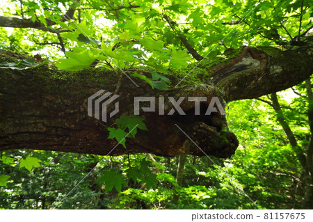 Mt. Halla, Jeju, forest, mountain, hiking, Seongpanak course, natural ecology, Mt. Halla, Jeju, forest, mountain, hiking, Seongpanak course, natural ecology, 81157675