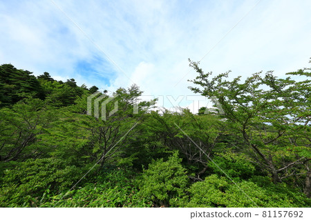 Mt. Halla, Jeju, forest, mountain, hiking, Seongpanak course, natural ecology, Mt. Halla, Jeju, forest, mountain, hiking, Seongpanak course, natural ecology, 81157692