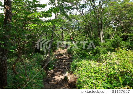 Mt. Halla, Jeju, forest, mountain, hiking, Seongpanak course, natural ecology, Mt. Halla, Jeju, forest, mountain, hiking, Seongpanak course, natural ecology, 81157697