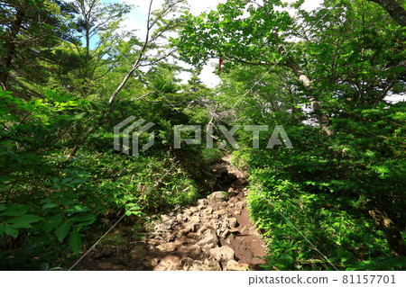 Mt. Halla, Jeju, forest, mountain, hiking, Seongpanak course, natural ecology, Mt. Halla, Jeju, forest, mountain, hiking, Seongpanak course, natural ecology, 81157701
