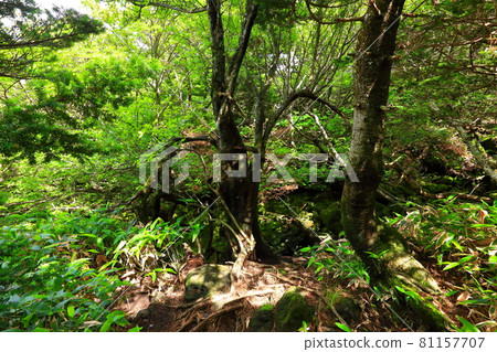 Mt. Halla, Jeju, forest, mountain, hiking, Seongpanak course, natural ecology, Mt. Halla, Jeju, forest, mountain, hiking, Seongpanak course, natural ecology, 81157707