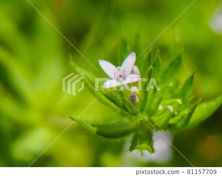 Field madder blooming on the Arakawa riverbed 81157709