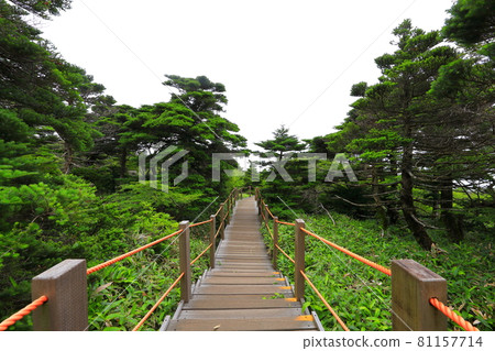 漢拿山、濟州、森林、山地、健行、城板岳路線、自然生態、 漢拿山、濟州、森林、山地、健行、城板岳路線、自然生態、 81157714