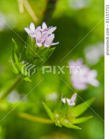 盛開在荒川河床上的野茜草 盛開在荒川河床上的野茜草 81157715