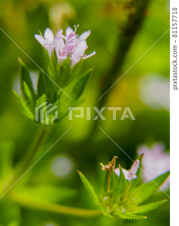 Field madder blooming on the Arakawa riverbed 81157718