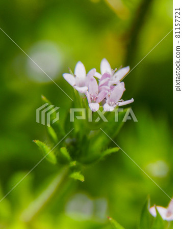 Field madder blooming on the Arakawa riverbed 81157721