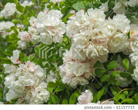 東京板橋前谷津川綠道上盛開的班克斯夫人玫瑰 81157735