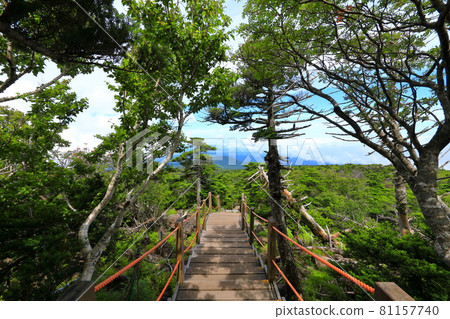 Mt. Halla, Jeju, forest, mountain, hiking, Seongpanak course, natural ecology, Mt. Halla, Jeju, forest, mountain, hiking, Seongpanak course, natural ecology, 81157740