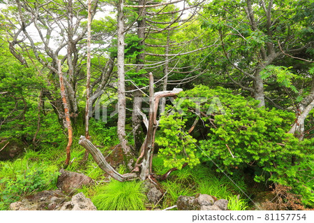 漢拿山、濟州、森林、山地、健行、城板岳路線、自然生態、 81157754