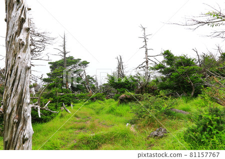 Mt. Halla, Jeju, forest, mountain, hiking, Seongpanak course, natural ecology, Mt. Halla, Jeju, forest, mountain, hiking, Seongpanak course, natural ecology, 81157767