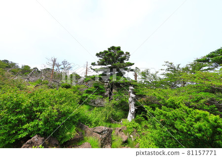 Mt. Halla, Jeju, forest, mountain, hiking, Seongpanak course, natural ecology, Mt. Halla, Jeju, forest, mountain, hiking, Seongpanak course, natural ecology, 81157771