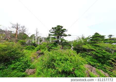 Mt. Halla, Jeju, forest, mountain, hiking, Seongpanak course, natural ecology, Mt. Halla, Jeju, forest, mountain, hiking, Seongpanak course, natural ecology, 81157772