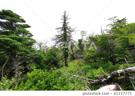Mt. Halla, Jeju, forest, mountain, hiking, Seongpanak course, natural ecology, Mt. Halla, Jeju, forest, mountain, hiking, Seongpanak course, natural ecology, 81157775