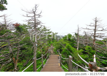 Mt. Halla, Jeju, forest, mountain, hiking, Seongpanak course, natural ecology, Mt. Halla, Jeju, forest, mountain, hiking, Seongpanak course, natural ecology, 81157780